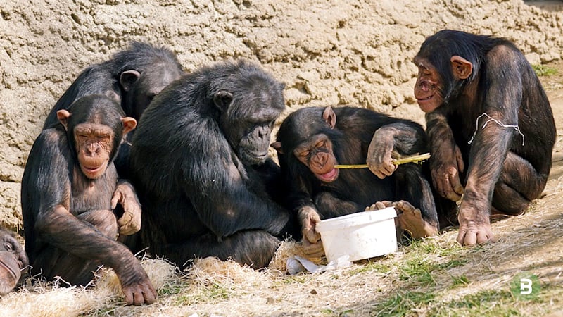 Primates. Curso "Necesidades afectivas de los niños"